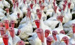 A risk from the farm