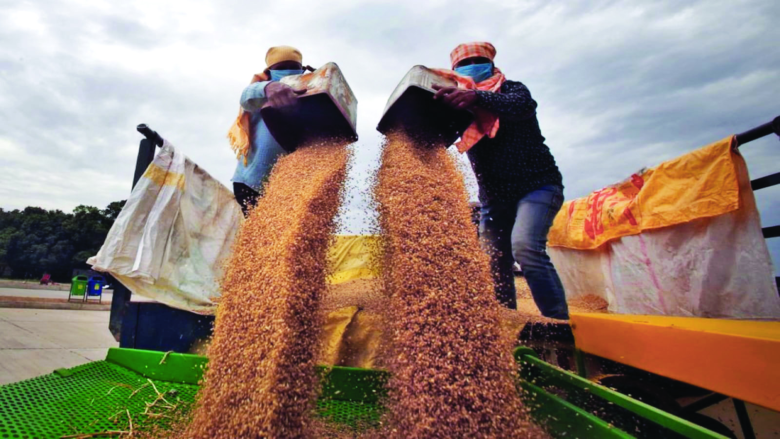 FCI sells 3.85 lakh tonnes wheat in open market to boost local supply, cool prices