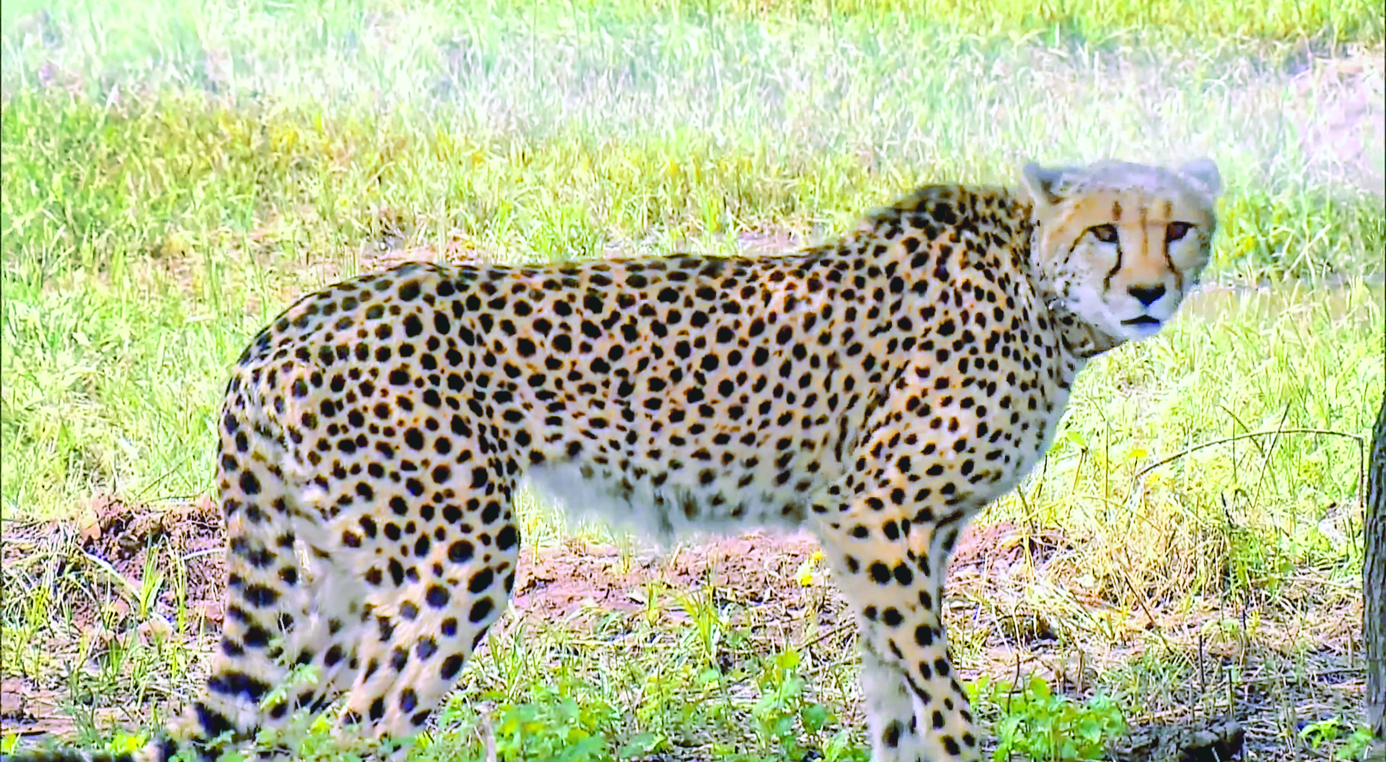 ‘12 cheetahs to be flown in from South Africa on Feb 18’ ‘12 cheetahs to be flown in from South Africa on Feb 18’