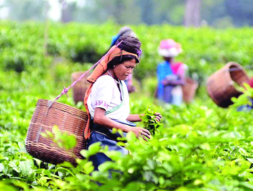 Four tea gardens in Darj Hills all set to reopen today Four tea gardens in Darj Hills all set to reopen today