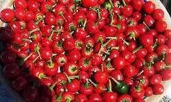 Red hot and spicy Red hot and spicy