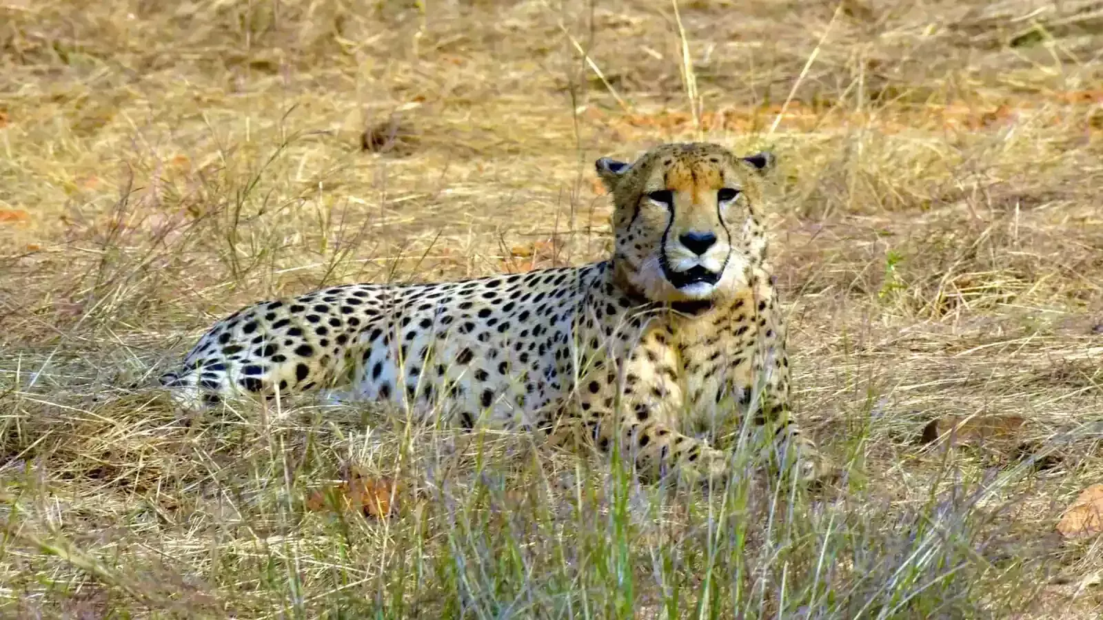 Madhya Pradesh: 12 cheetahs from South Africa arrive at Kuno National Park; to be released into quarantine enclosures