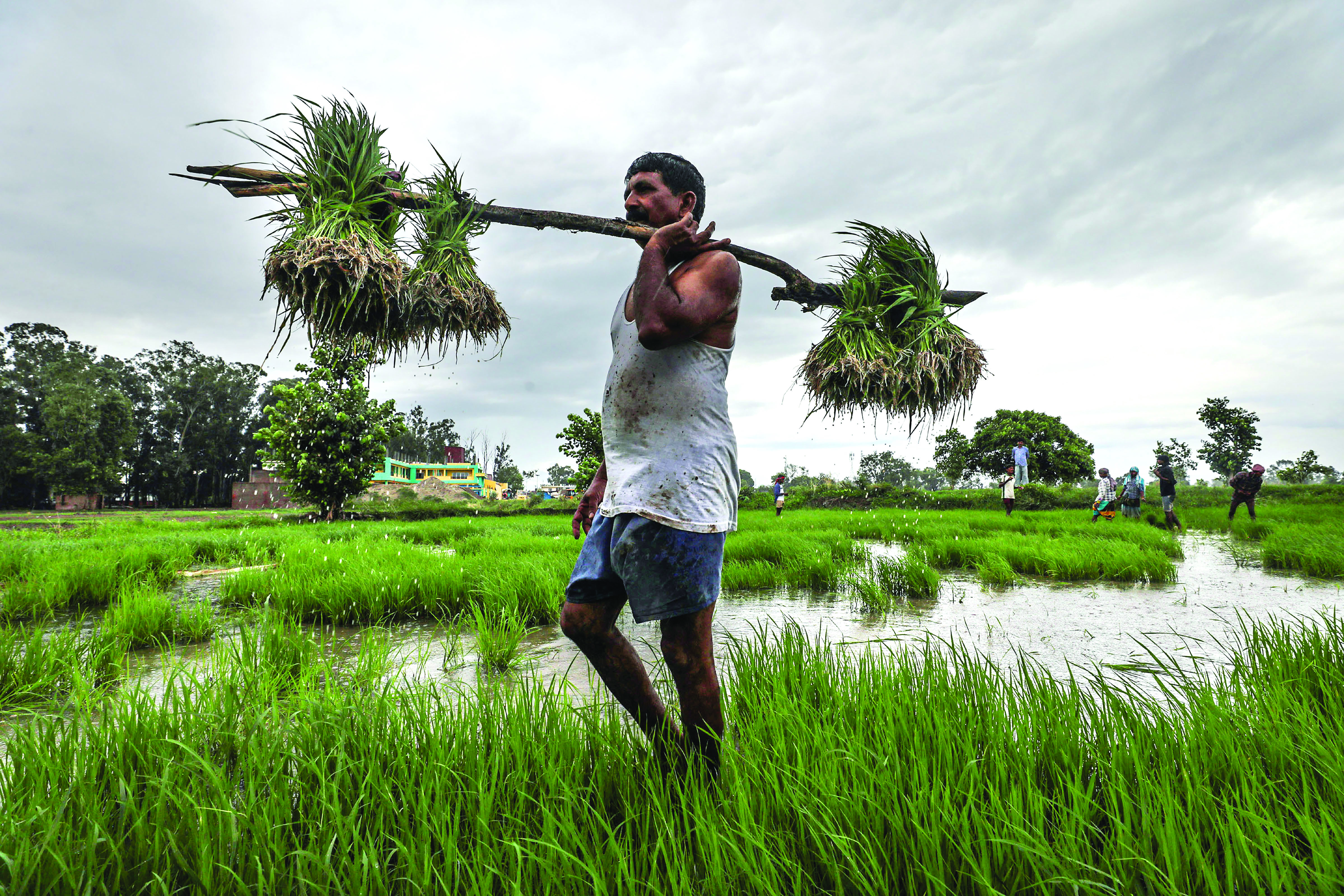 Jharkhand stares at uncertainty as winter rain deficit hits Rabi crops Jharkhand stares at uncertainty as winter rain deficit hits Rabi crops