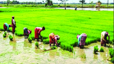 Paddy procurement crosses 700 lakh tn mark