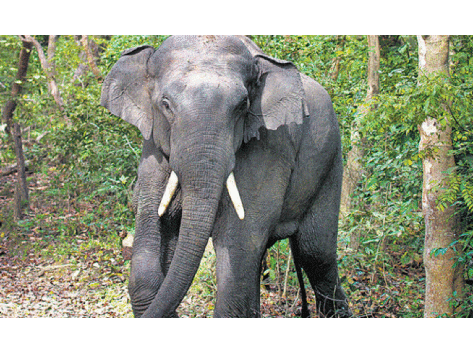 Jumbo kills 16 people in 12 days in Jharkhand Jumbo kills 16 people in 12 days in Jharkhand