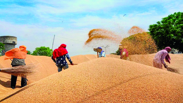 Centre to sell 20 lakh tonnes of wheat in open market to cool prices of flour