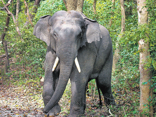 Jumbo kills 16 people in 12 days in Jharkhand Jumbo kills 16 people in 12 days in Jharkhand