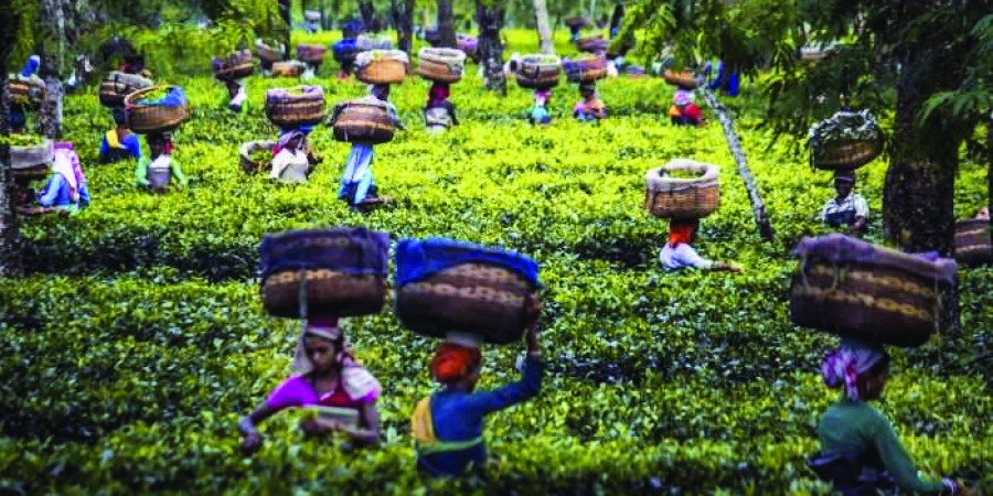 1,246 land pattas given to tea garden workers