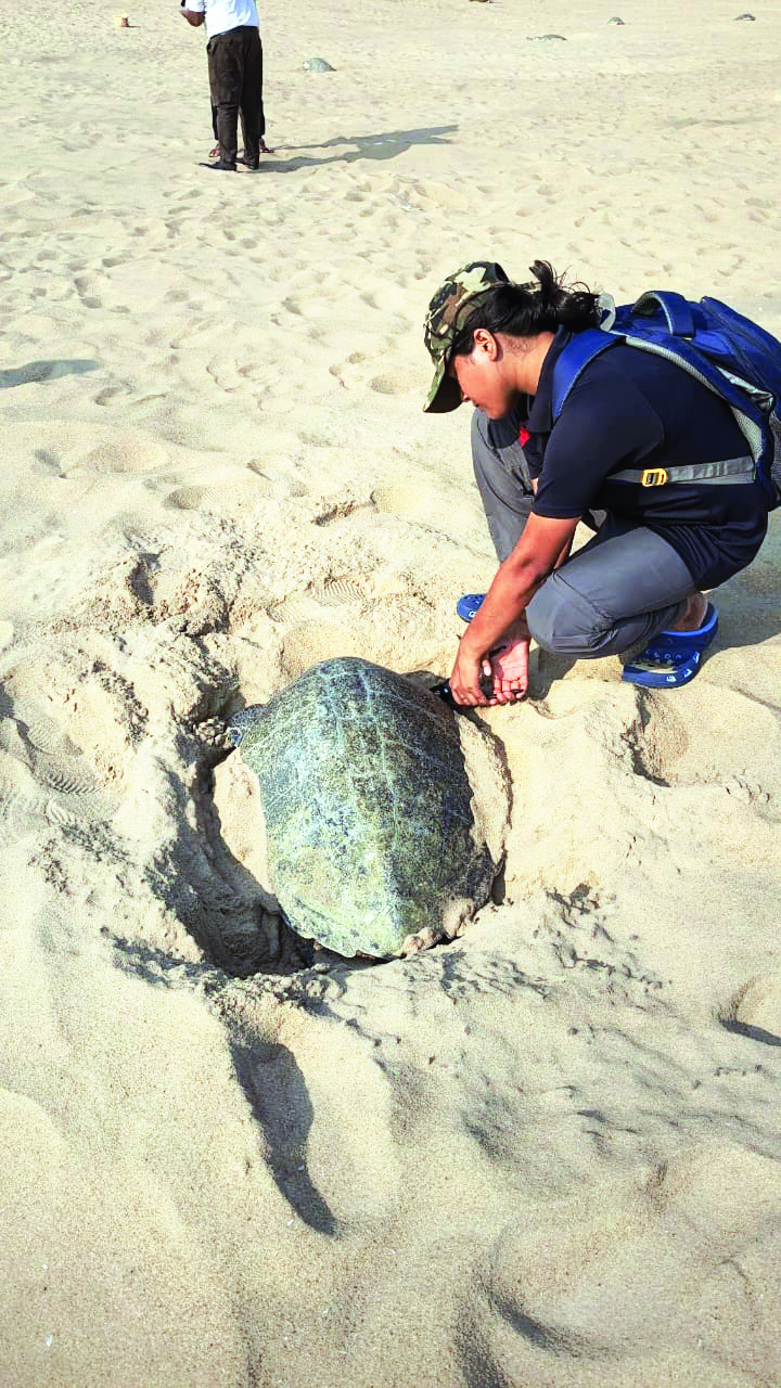 ZSI kicks off Olive Ridley Turtles’ tagging exercise ZSI kicks off Olive Ridley Turtles’ tagging exercise