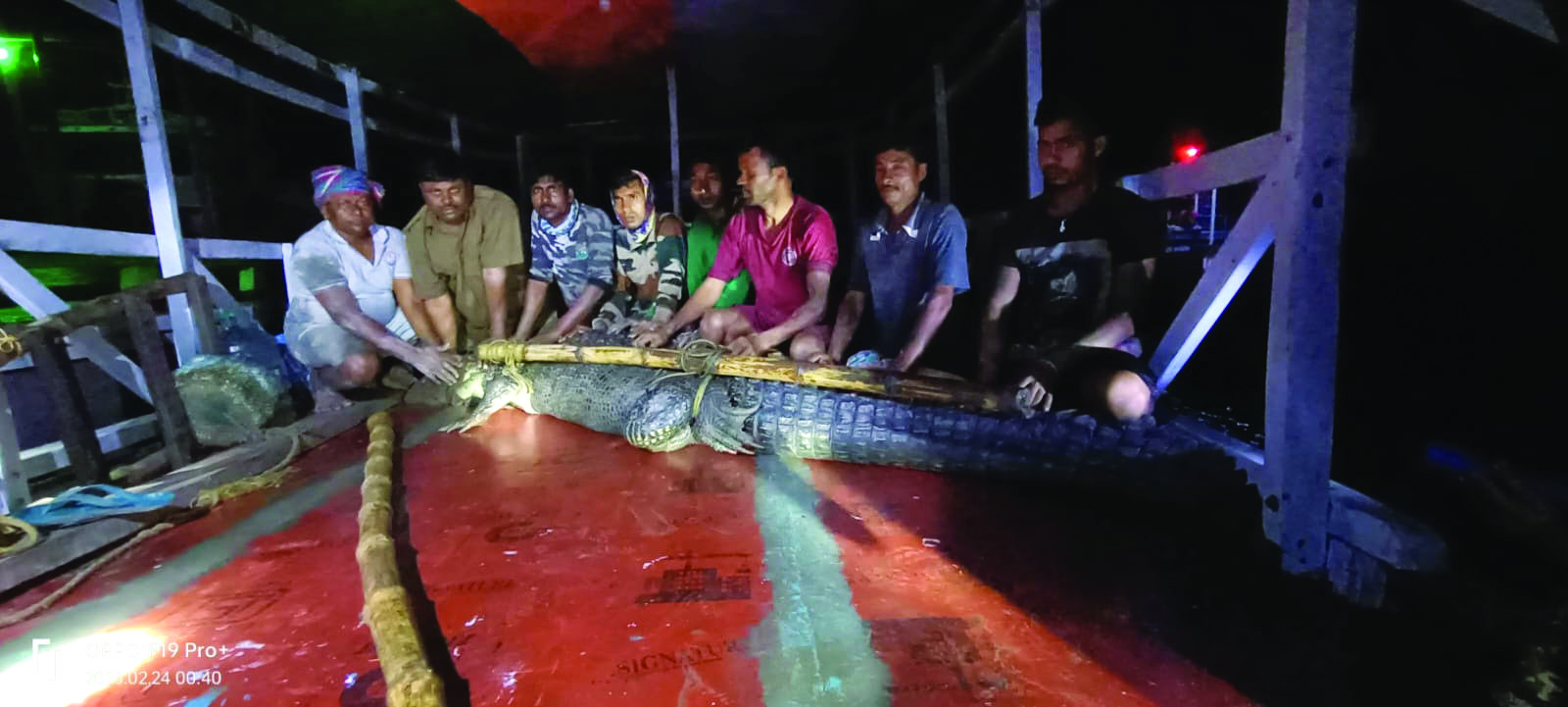 Crocodile strays into village pond, rescued Crocodile strays into village pond, rescued
