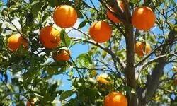 The ‘orange bowl’ of Manipur The ‘orange bowl’ of Manipur