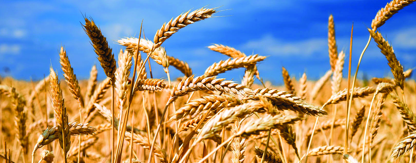 Wheat growers fear loss of crops as rising temperature hits above-normal range