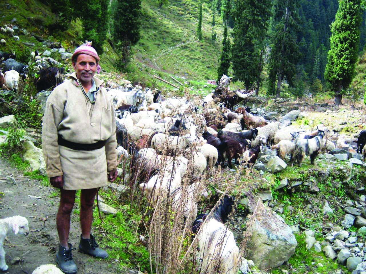 Himachal: Craze for Kangra’s organic wool in western markets