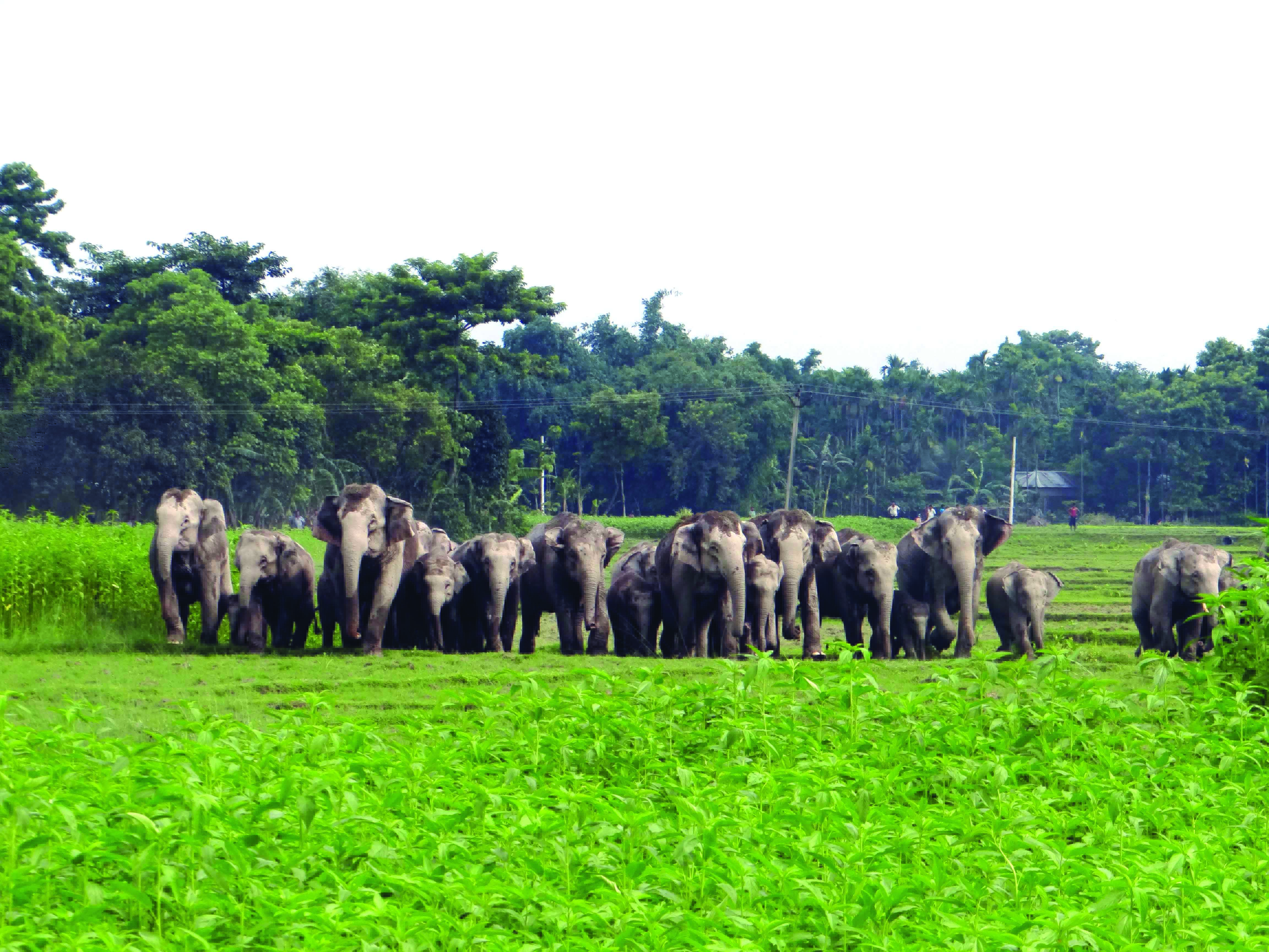 Post Centre’s nod, Bengal to relocate about 10 elephants to reduce man-animal conflict