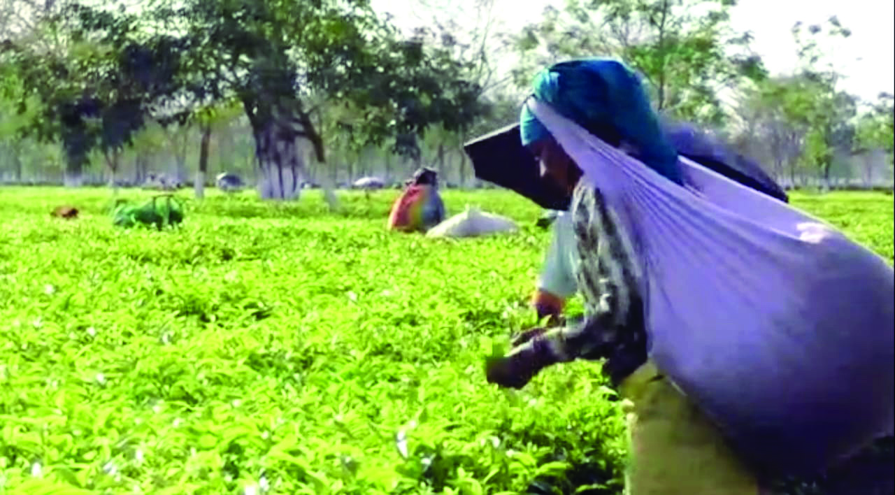 Min to review progress of crèche, health centre works at tea gardens
