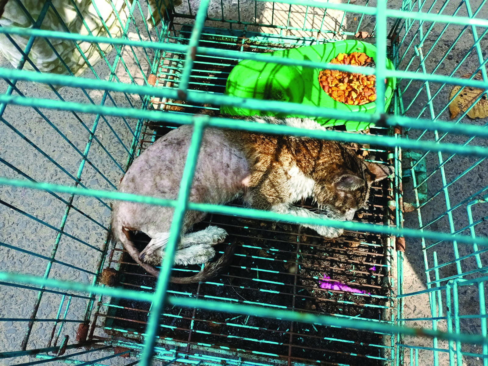 Locked in cages, 7 pets charred to death as fire breaks out in flat