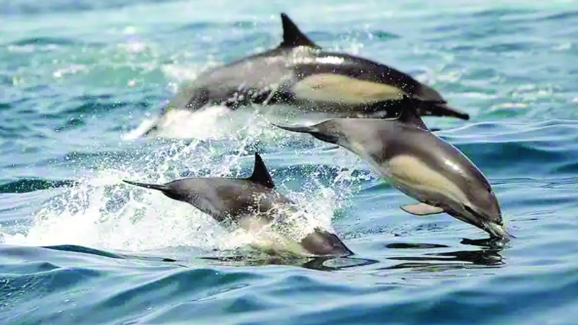 High seas treaty: UN reaches pact to protect int’l waters