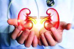 ‘Ayurvedic drug effective in controlling kidney diseases’
