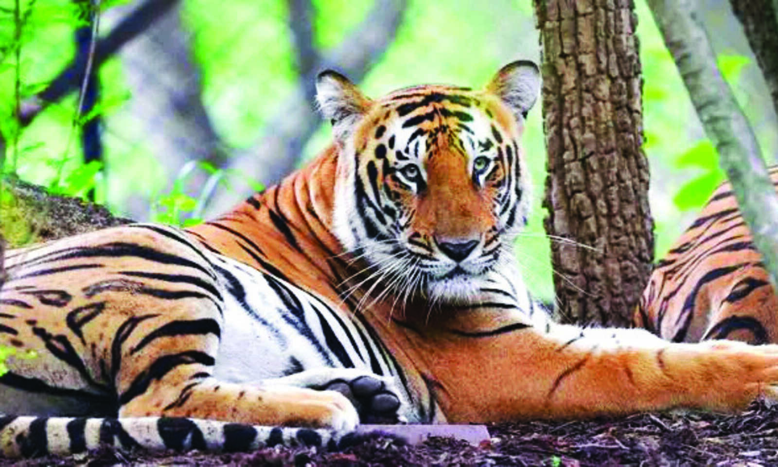 Translocation of big cats to Madhav National Park in MP to begin March 10