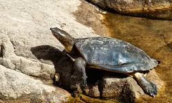 Uttar Pradesh: Railway police seize 97 Indian flapshell turtles being trafficked to West Bengal Uttar Pradesh: Railway police seize 97 Indian flapshell turtles being trafficked to West Bengal