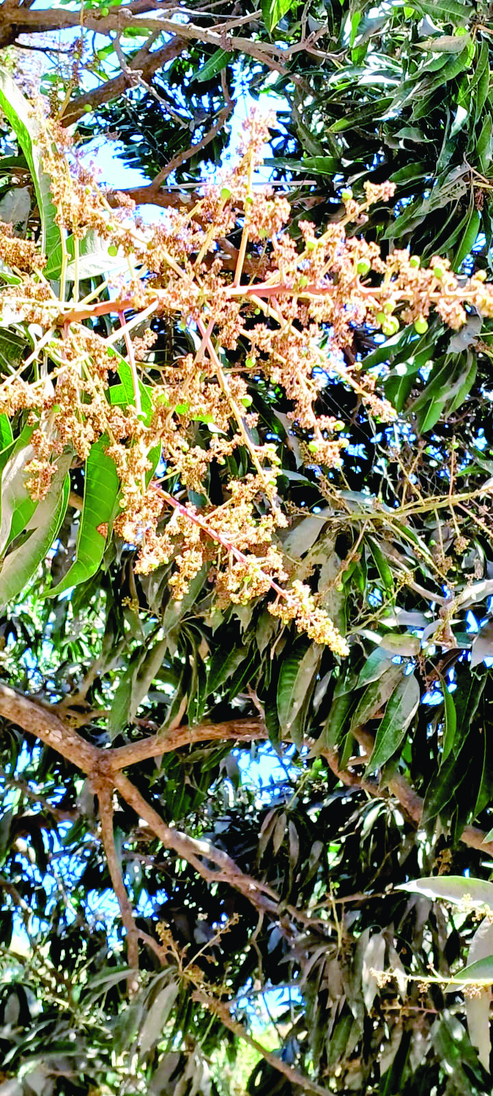 Mango growers in Malda dist pray for light showers to ensure bumper yield Mango growers in Malda dist pray for light showers to ensure bumper yield