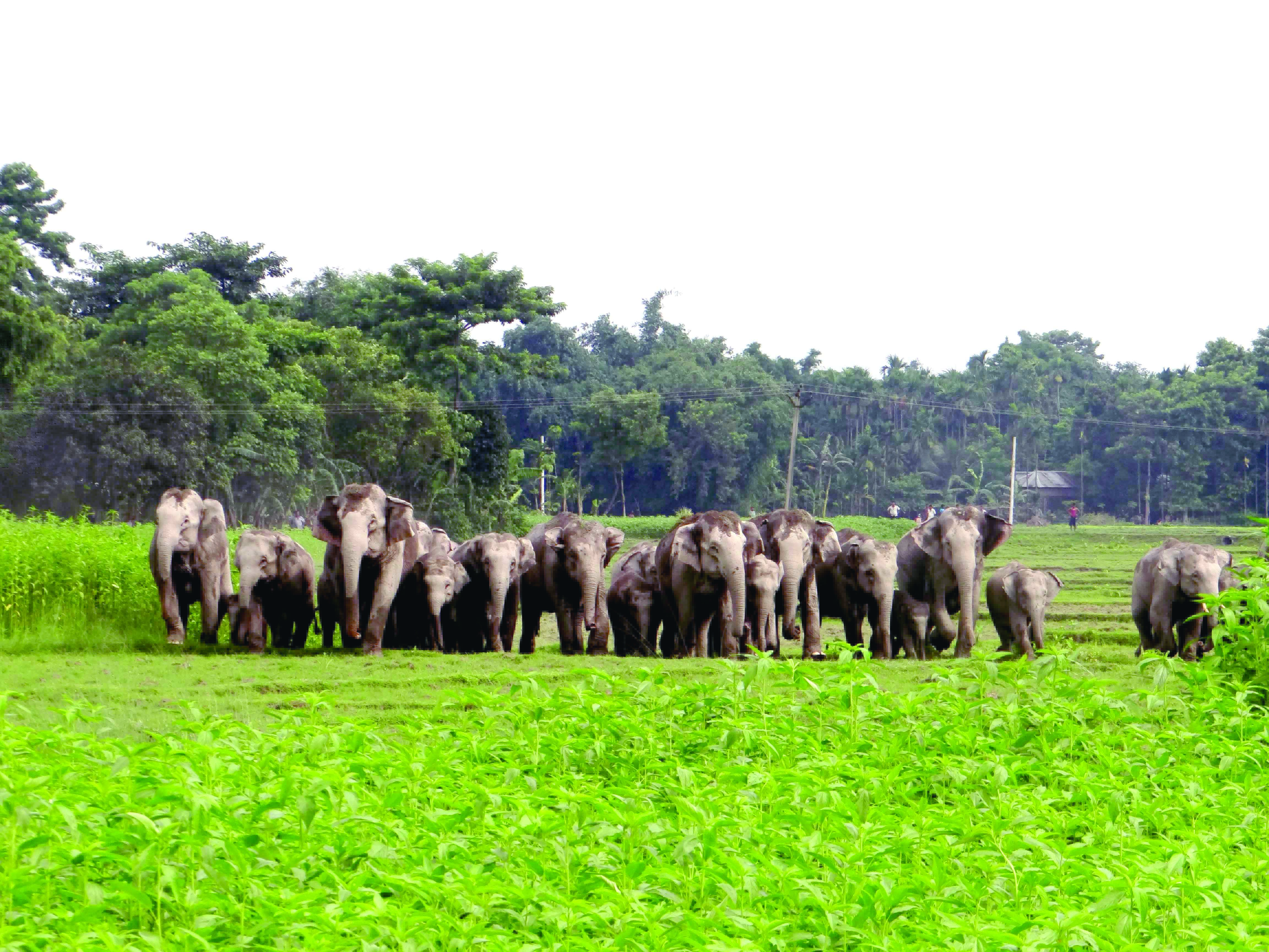 78-yr-old trampled to death by jumbo