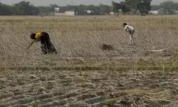 Hailstorms flatten crops in parts of north Maharashtra; unseasonal rain in Mumbai