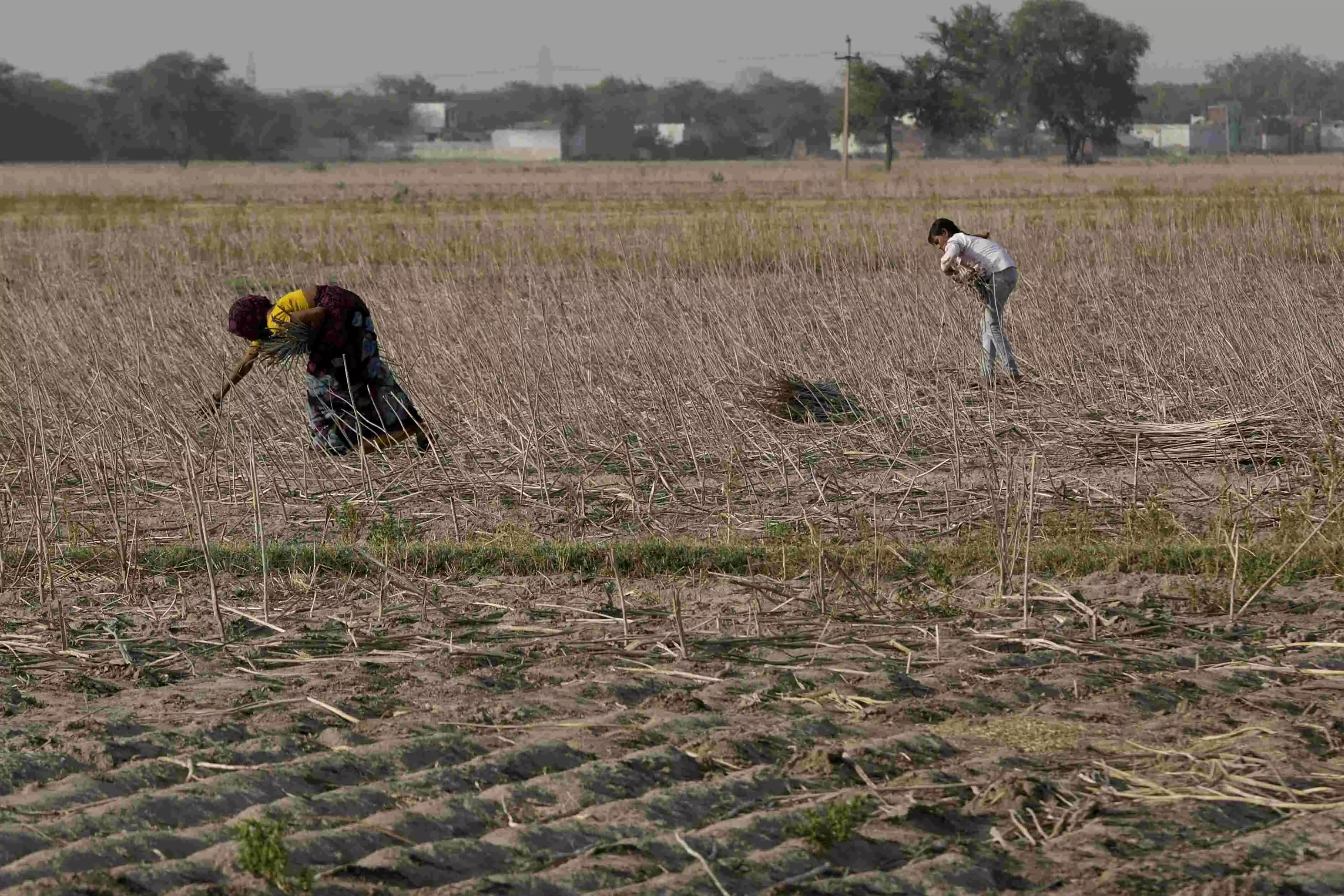 Hailstorms flatten crops in parts of north Maharashtra; unseasonal rain in Mumbai