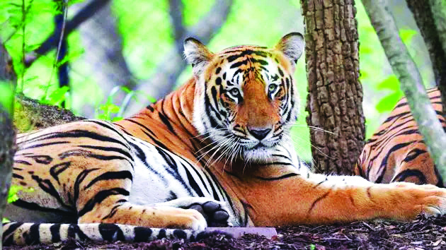 Madhya Pradesh: Tiger, two tigresses to be released in Madhav National Park to revive population of big cats Madhya Pradesh: Tiger, two tigresses to be released in Madhav National Park to revive population of big cats
