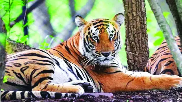 Madhya Pradesh: Tiger, two tigresses to be released in Madhav National Park to revive population of big cats