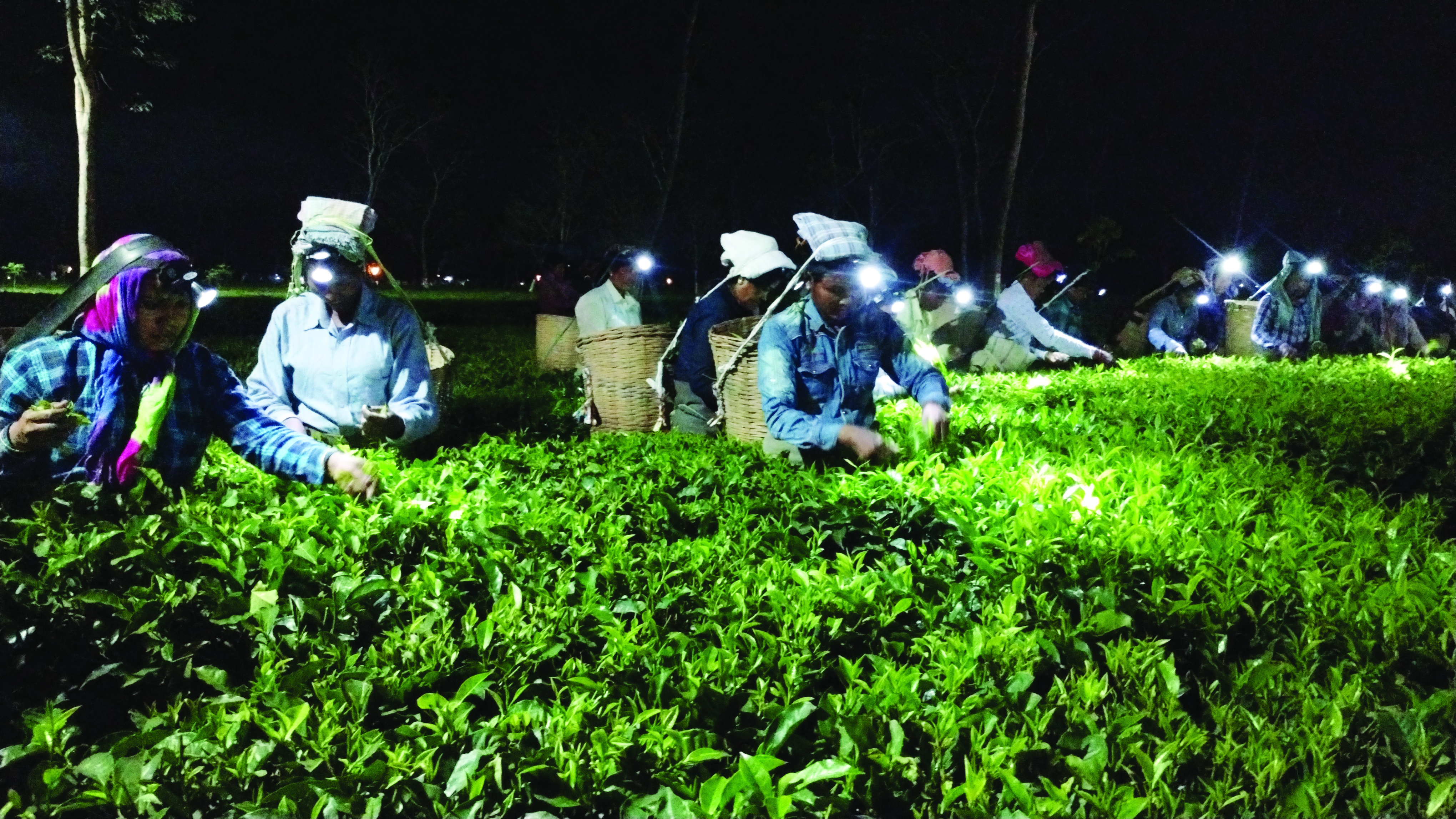 Brightest pick: Over 200 workers pluck one of the finest tea leaves under full moon Brightest pick: Over 200 workers pluck one of the finest tea leaves under full moon