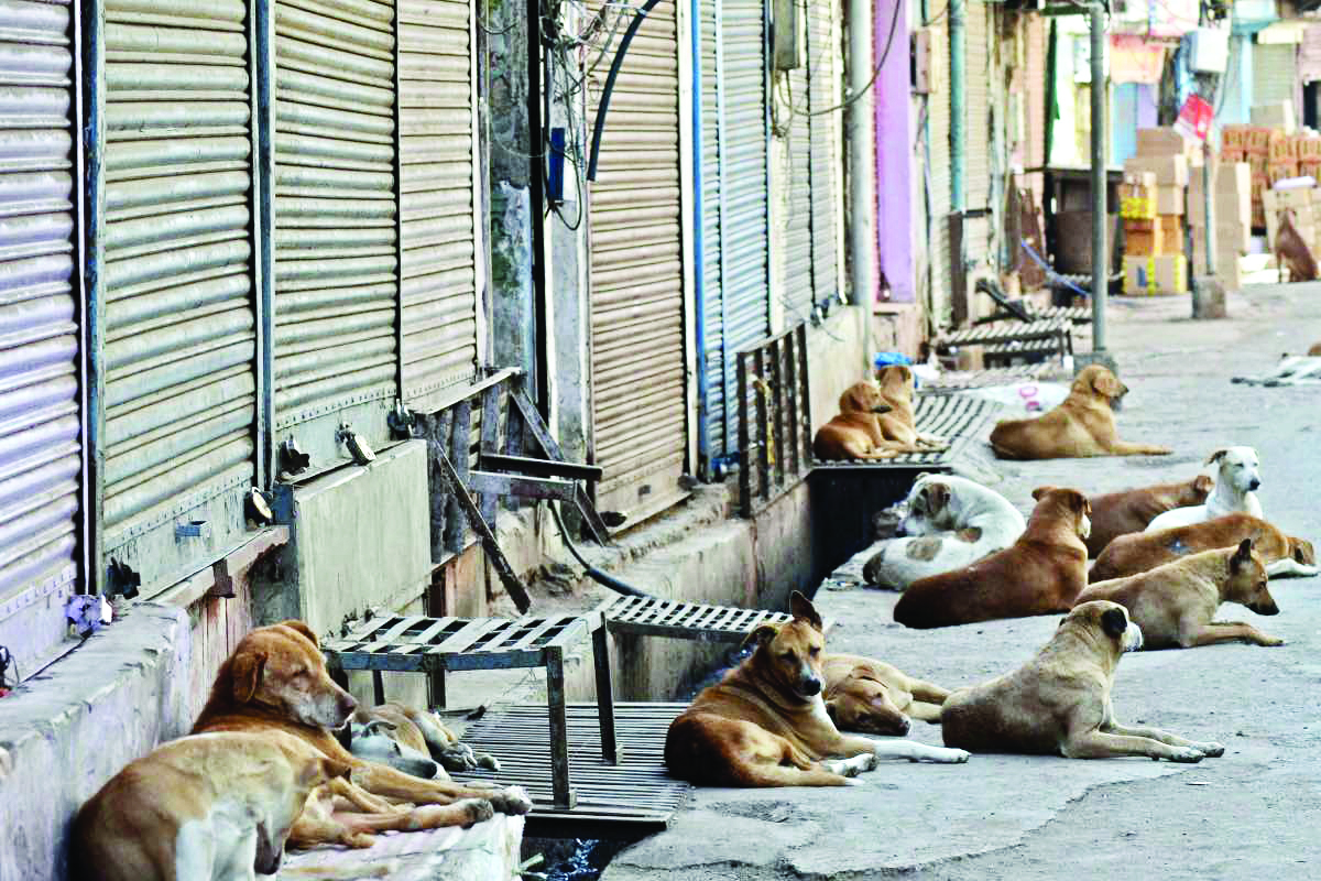 Siblings killed by stray dogs in last three days