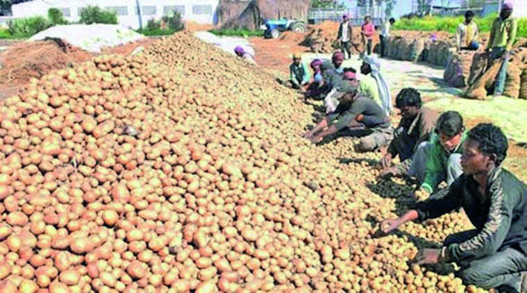 North Dinajpur district administration to procure 13.2K metric tonnes of potatoes