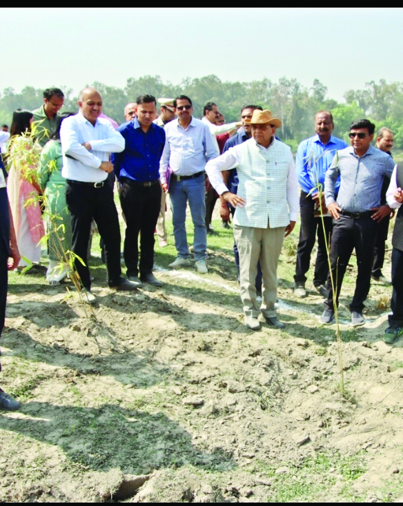 DDA to plant 1L trees at Shastri Park DDA to plant 1L trees at Shastri Park