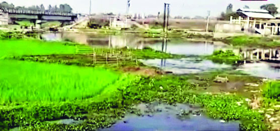 ‘Large parts of Kaliaganj’s lone Srimati River now used as private land for growing paddy’ ‘Large parts of Kaliaganj’s lone Srimati River now used as private land for growing paddy’