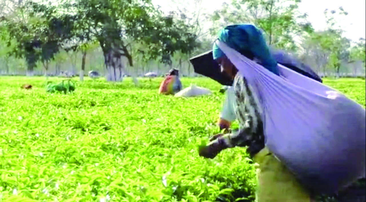 After 7 years, tea auction to resume in Jalpaiguri from April After 7 years, tea auction to resume in Jalpaiguri from April