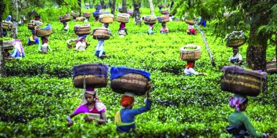 ‘Very few sexual harassment cases in tea gardens of North Bengal’