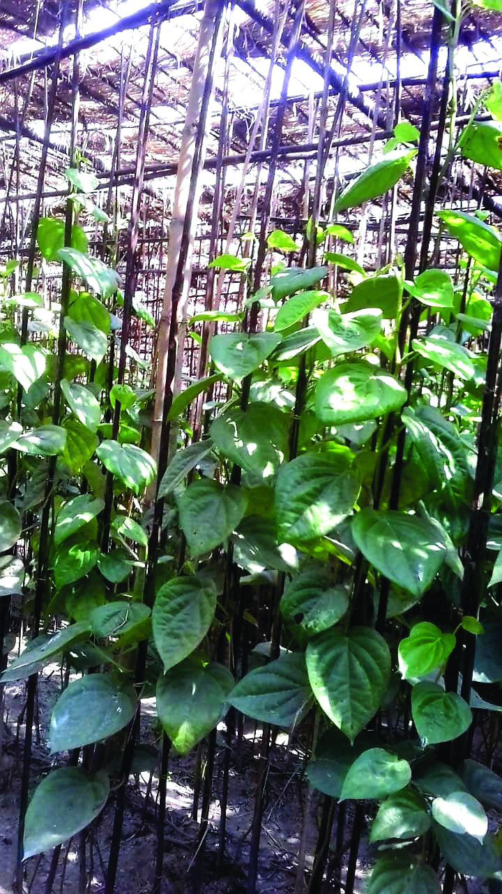‘Paan’ pain: High farming cost & poor demand hit cultivation in Islampur
