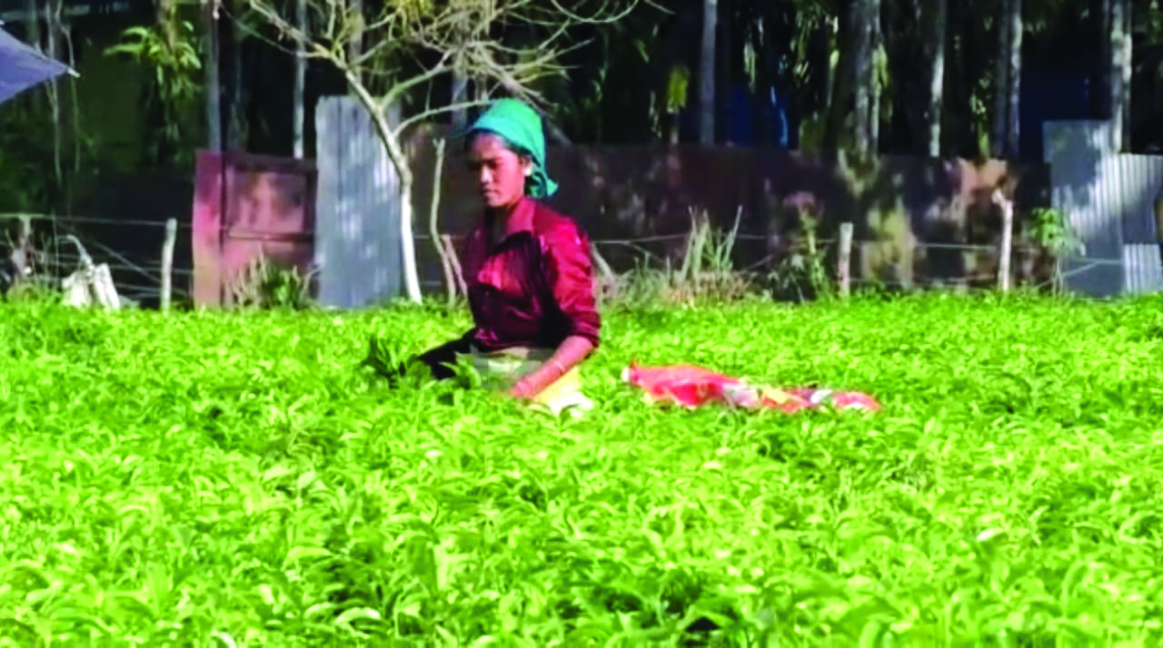 Work on to resume tea auction from Jalpaiguri centre in April: Official