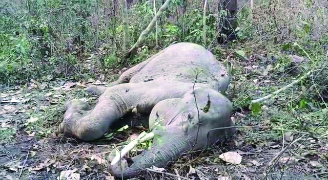 Three elephants die in three days, probe on