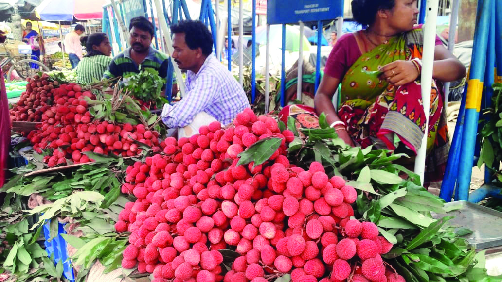 Growers in Malda hopeful of bumper lichi yield Growers in Malda hopeful of bumper lichi yield
