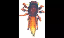 ZSI describes four new jumping spider species from few southern states and Western Ghats