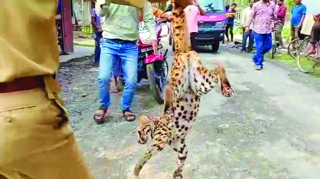 Ailing leopard, rescued from drain, dies en route to rehabilitation centre Ailing leopard, rescued from drain, dies en route to rehabilitation centre