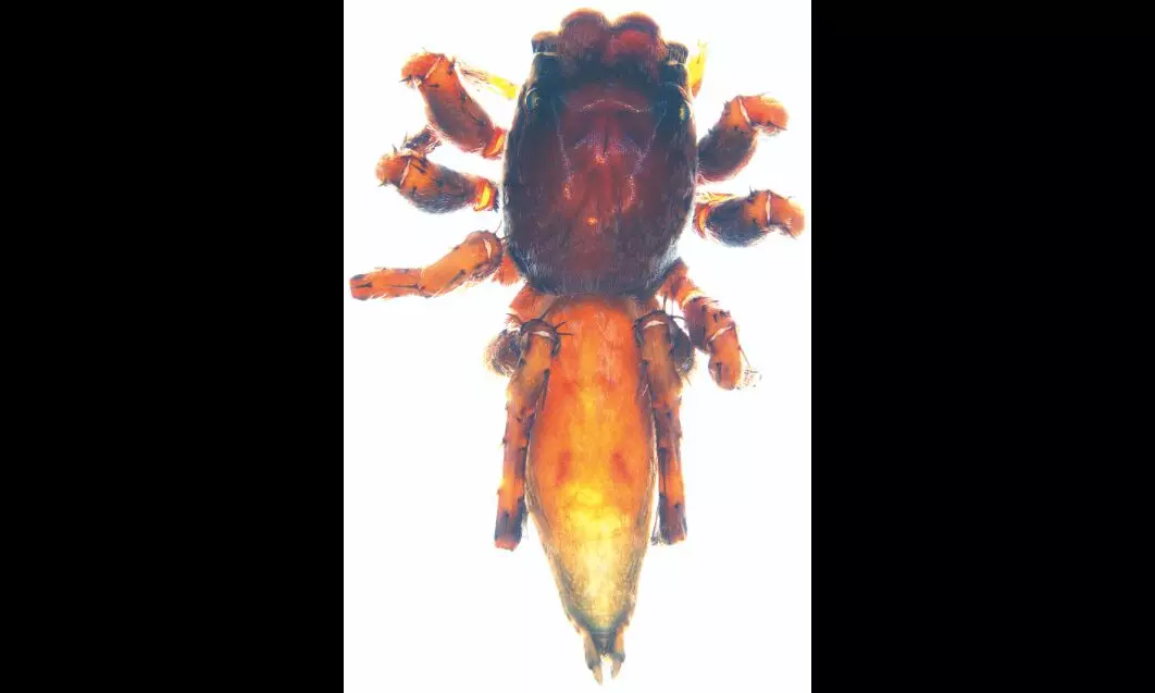 ZSI describes four new jumping spider species from few southern states and Western Ghats