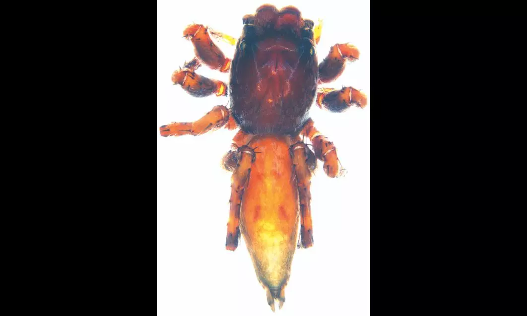ZSI describes four new jumping spider species from few southern states and Western Ghats ZSI describes four new jumping spider species from few southern states and Western Ghats
