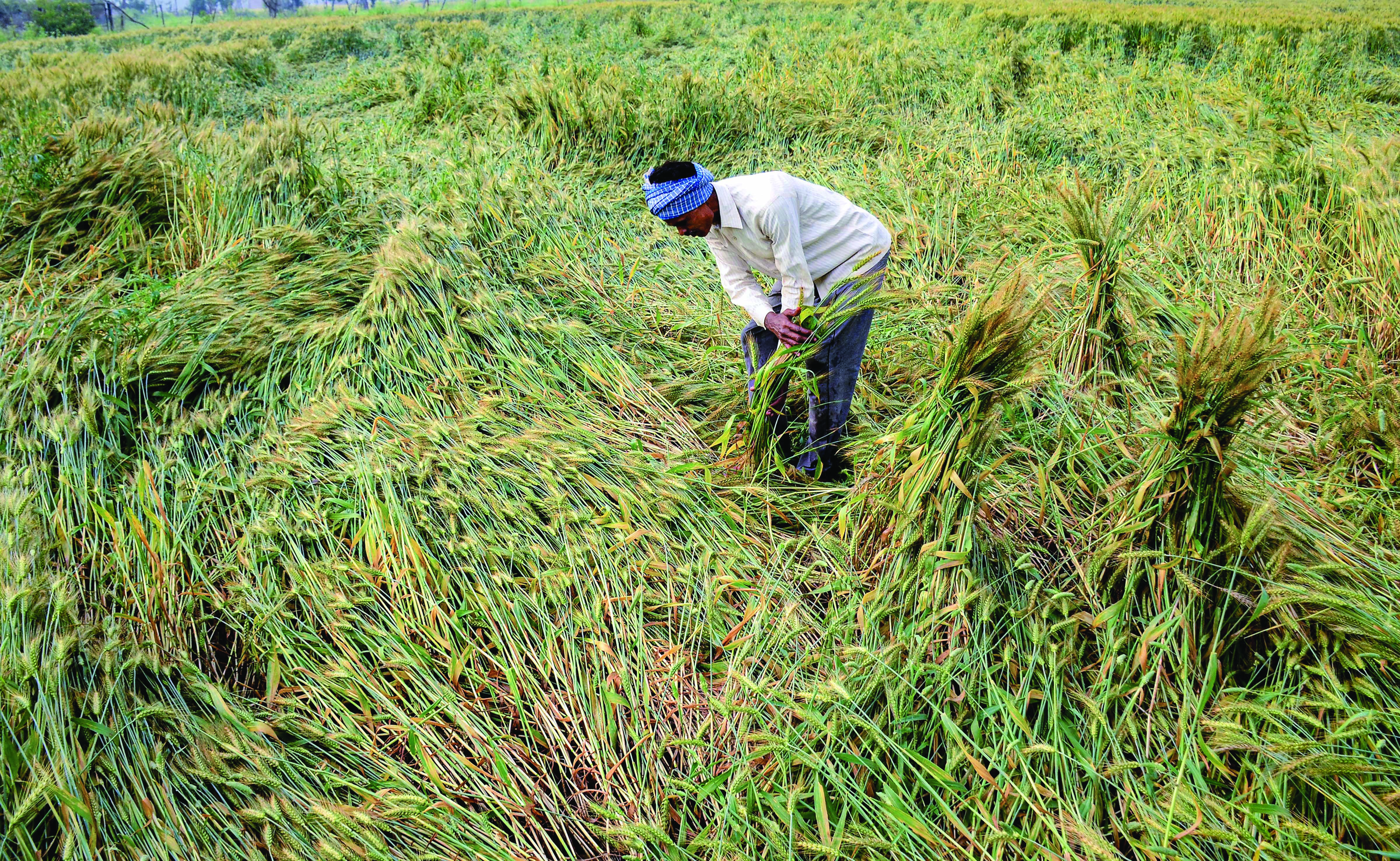 Some damage to wheat crop due to untimely rains: Centre