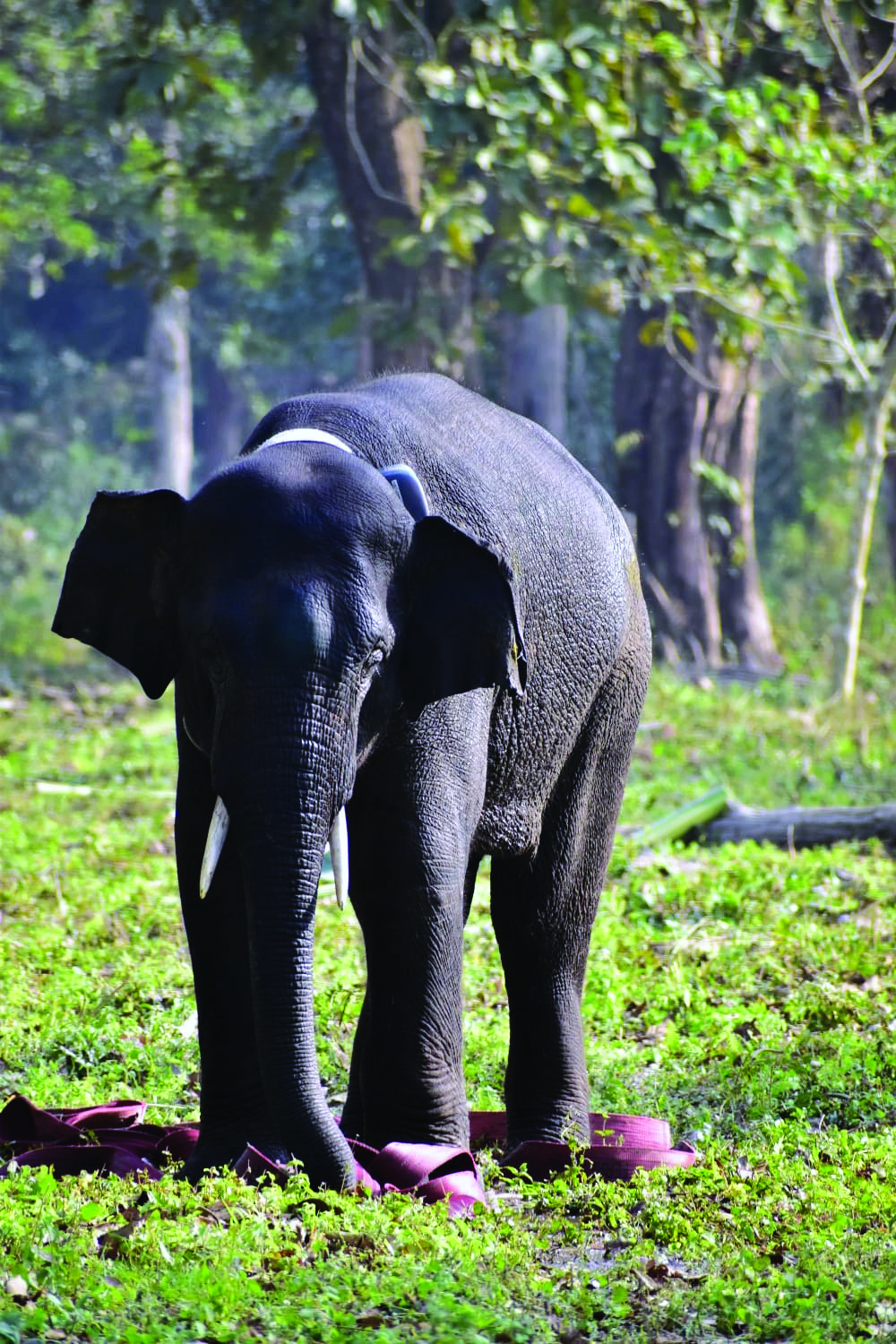 Elephant goes missing in Buxa Tiger Reserve Elephant goes missing in Buxa Tiger Reserve