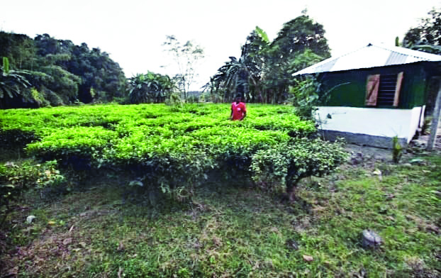 March rain brings hope to small tea growers in North Dinajpur district March rain brings hope to small tea growers in North Dinajpur district