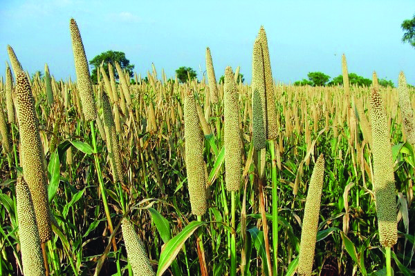 Include millets in PDS, other welfare schemes: Parl panel Include millets in PDS, other welfare schemes: Parl panel