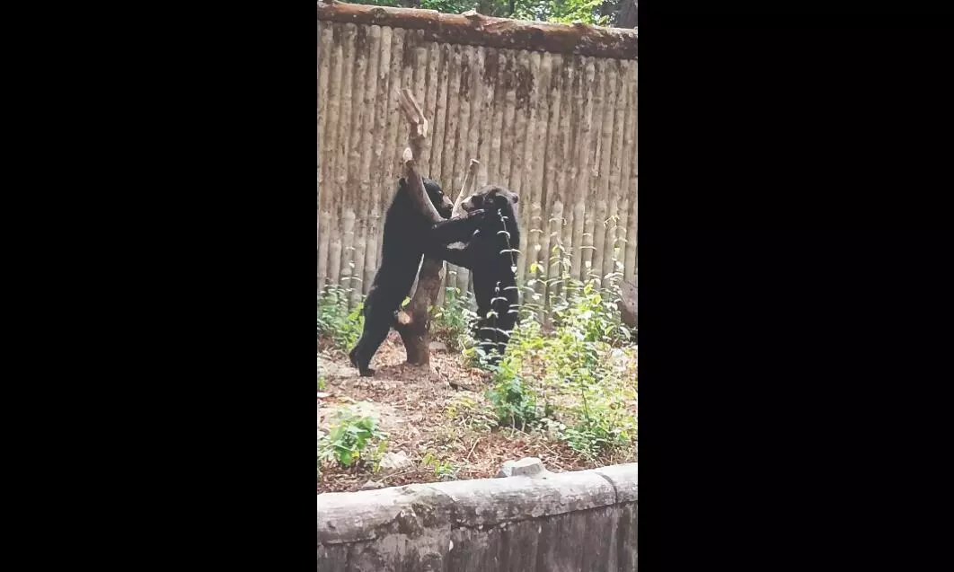 Alipore Zoo to introduce two Himalayan Black Bear cubs